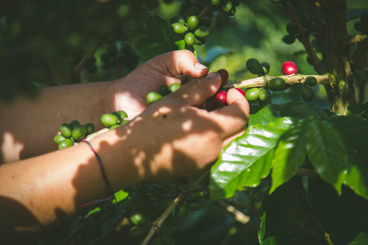 Close-up View of Hands Picking Coffee Berries 