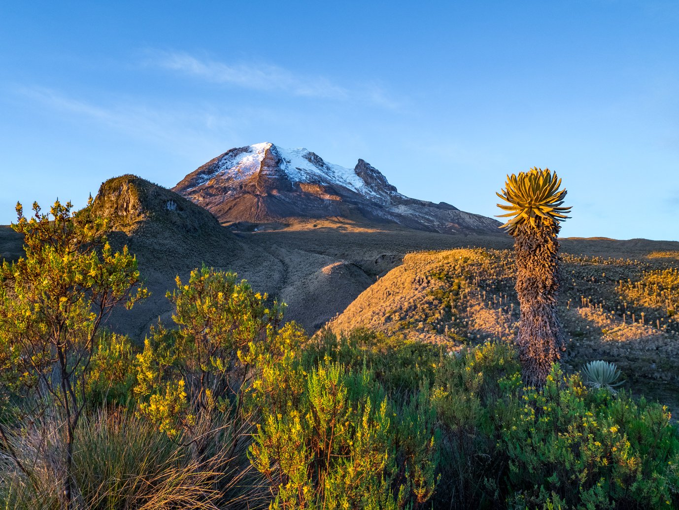 Volcano Tolima in Los Nevados National Park with beatyful vegetation frailejones (Espeletia), Colombia