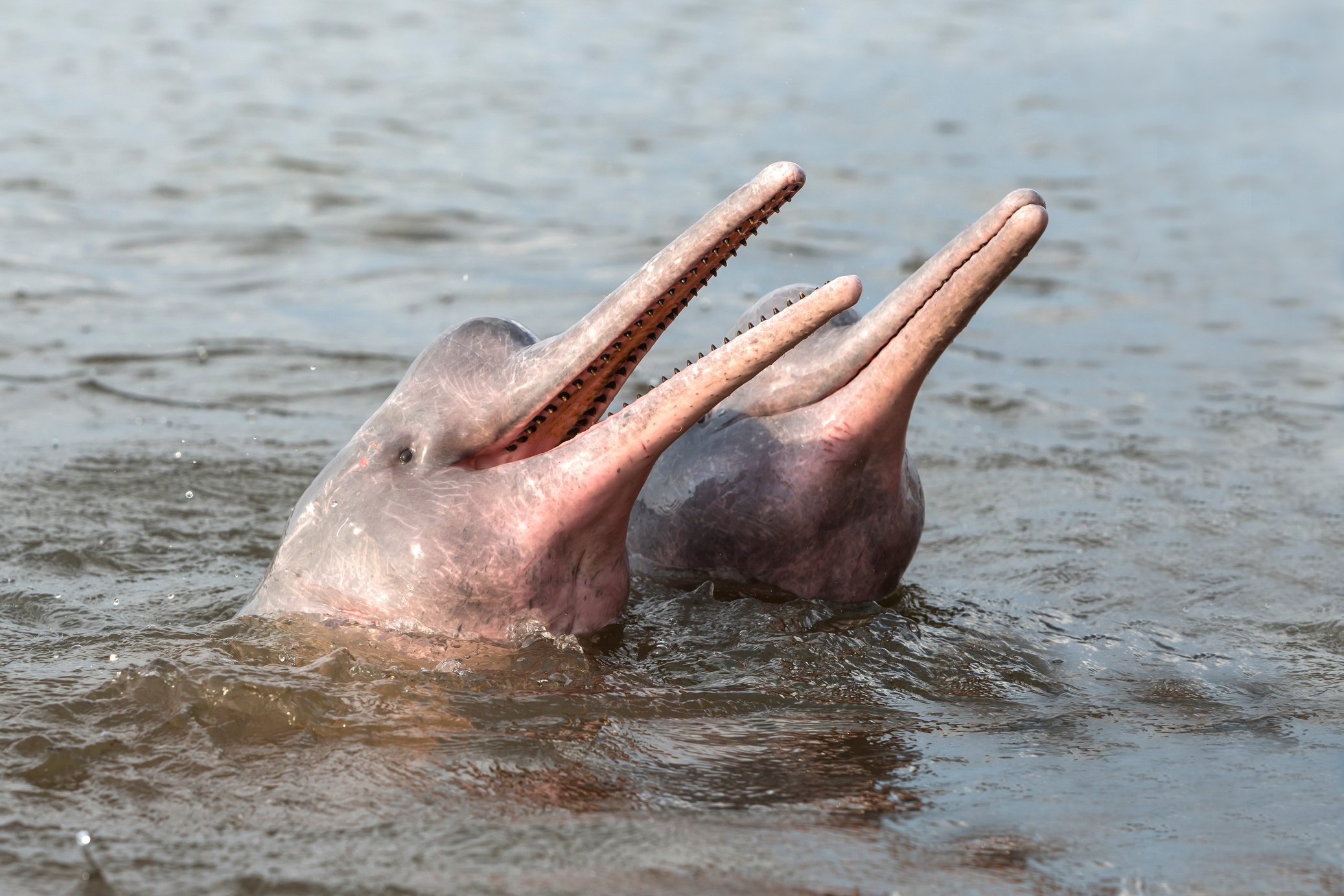 Amazon River Dolphin