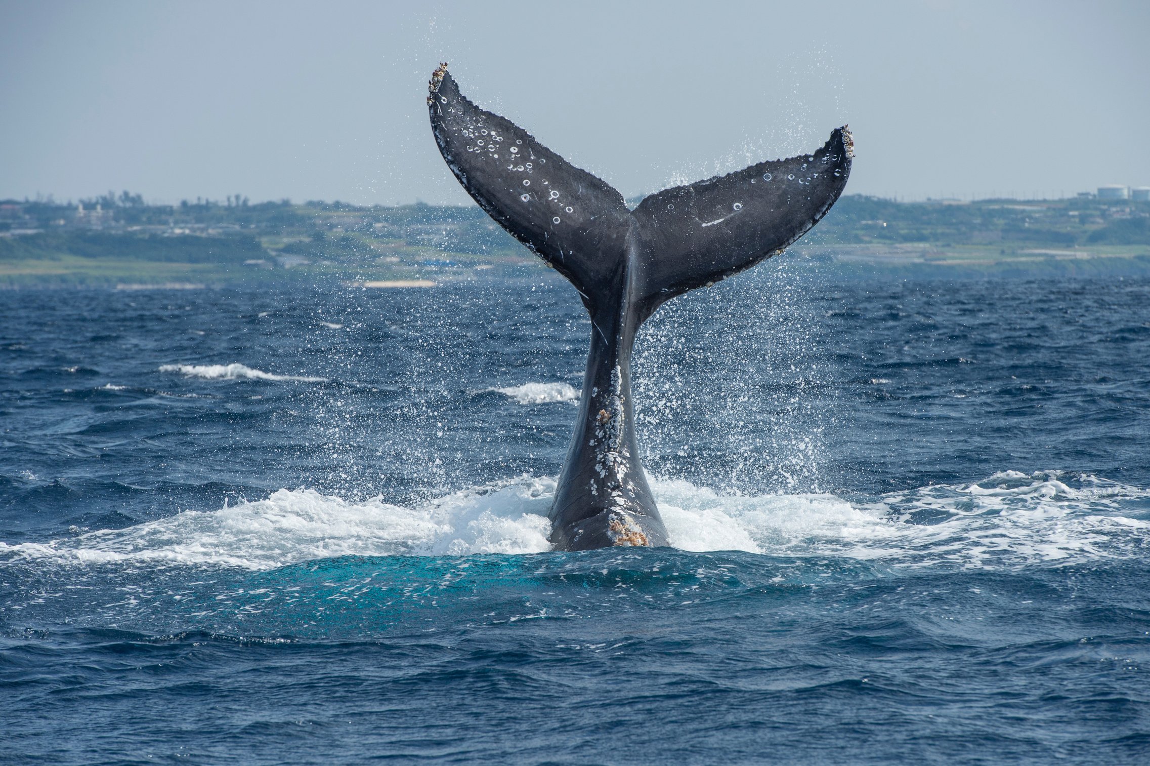 Whale tail